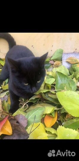 Котёнок в дар