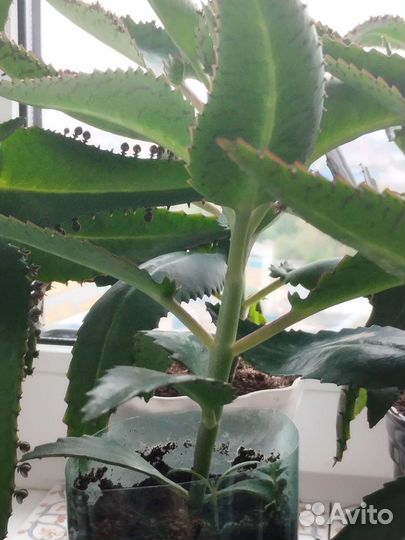 Каланхоэ лечебное