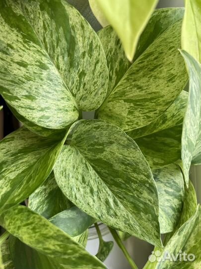 Эпипремнум марбл квин