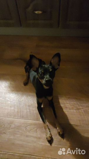 Русский той-терьер вязка