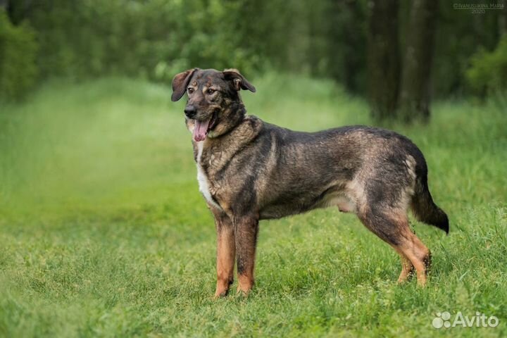 Собака Курт из приюта