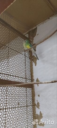 Певчий попугай