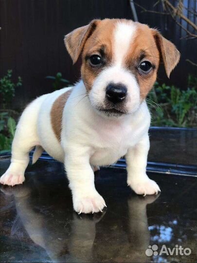 Щенки Джек Рассел Терьера