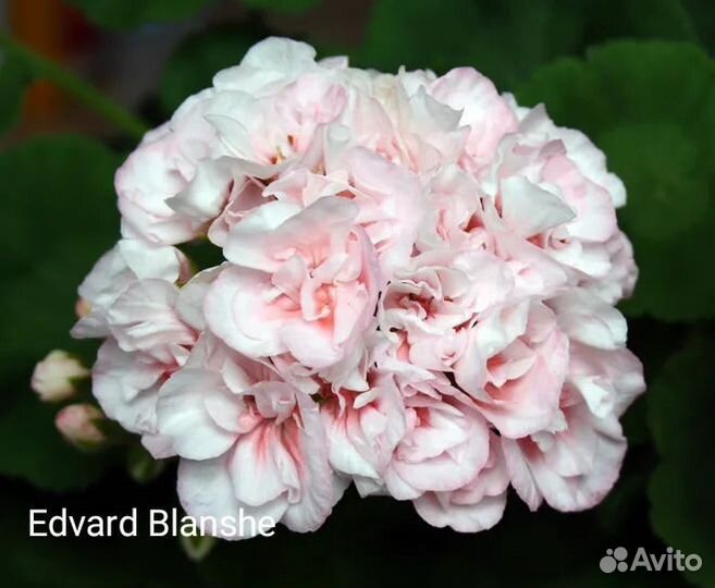 Пеларгонии сортовые