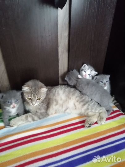 Шотландская