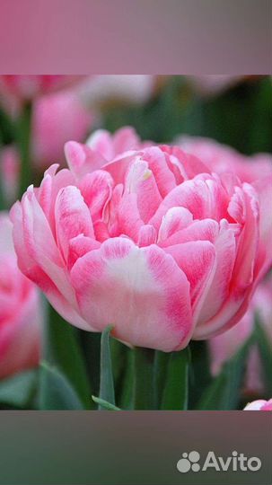 Тюльпаны оптом и в розницу на 8 марта