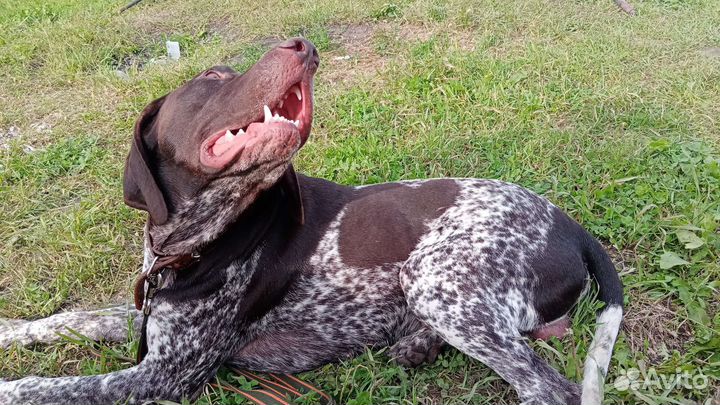 Курцхаар вязка