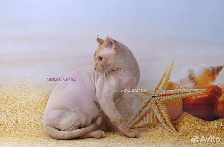 Эльф племенной кот красный