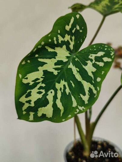 Каладиум Thai Beauty/ Desert Sunset/ Grey Horst