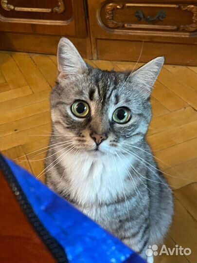 Передержка животных в квартире зооняня