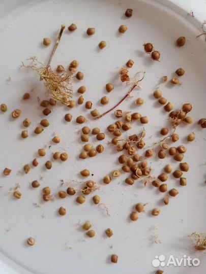 Мимоза семена