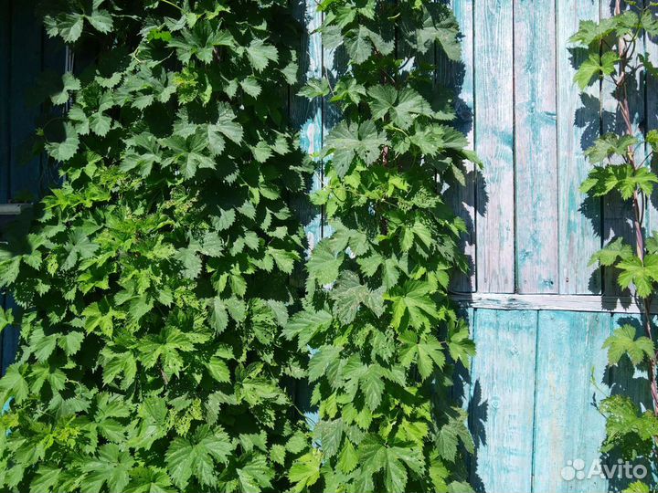 Виноград девичий