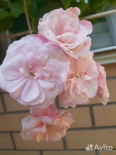 Пеларгония укорененные черенки