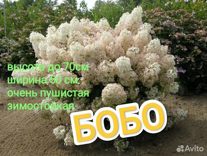 Бо-бо метельчатая гортензия