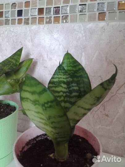 Сансевиерия Ханни