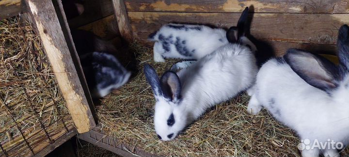 Кролики мясных пород