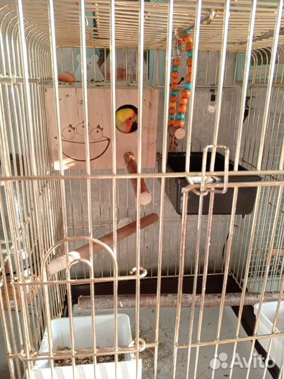 Попугай неразлучники