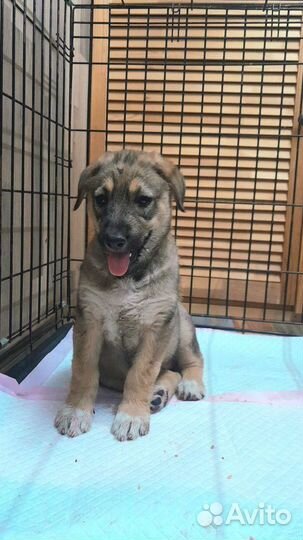 Щенок овчарки в дар