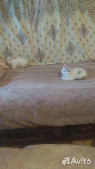 Кошка в дар