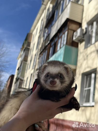 Вязка хорька