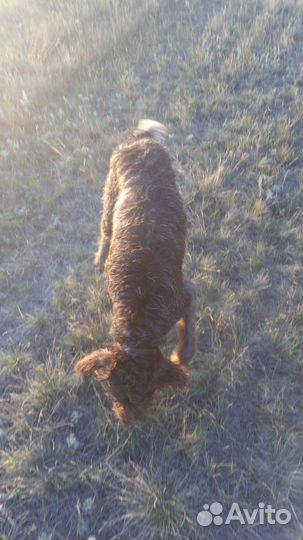 Охотничья собака