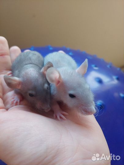 Крыса джамбо