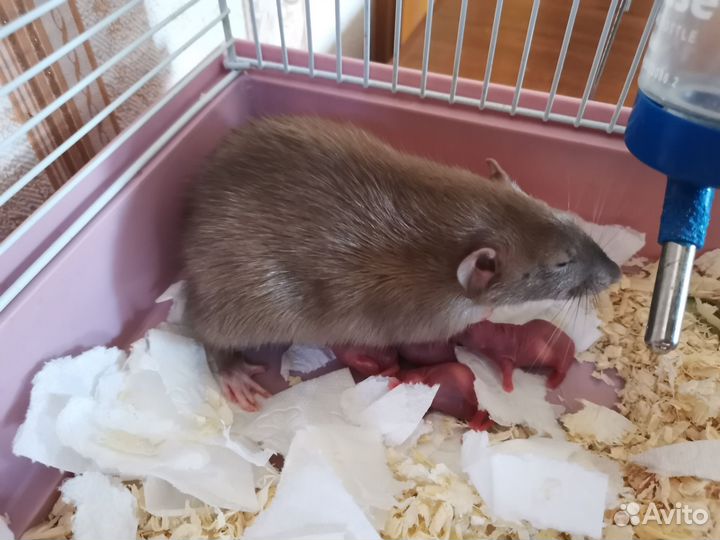 Декоративная крыса дамбо