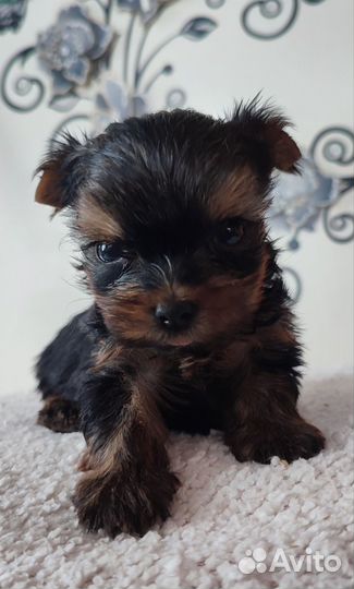 Micro мальчик