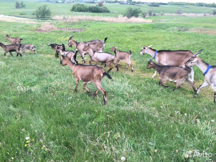 Козы чешской породы