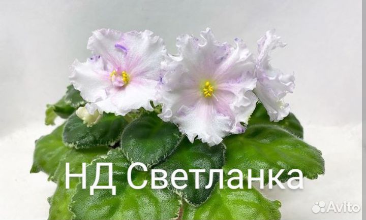 Сортовая фиалка