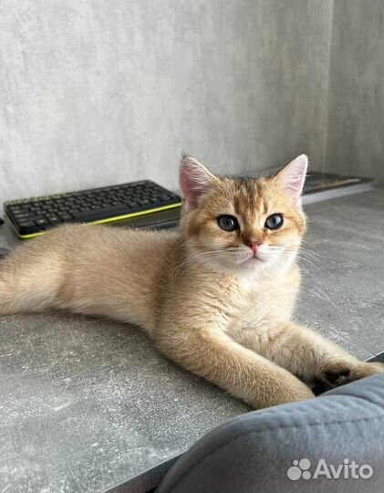 Золотая шиншилла мальчик