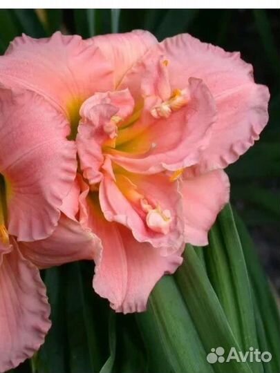 Лилейники сортовые