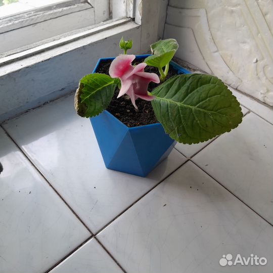 Комнатные цветы