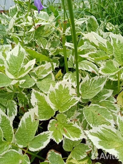 Сныть вариегатная