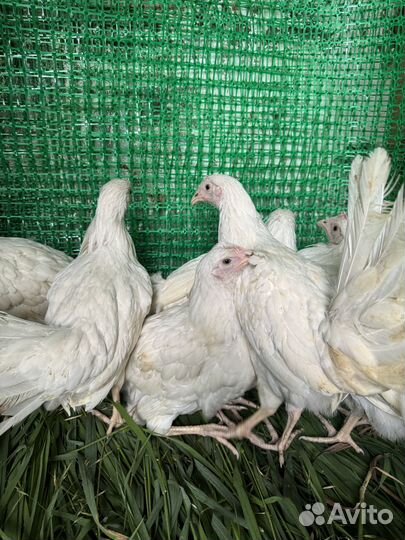 Куры несушки