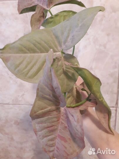 Сингониумы, диффенбахия