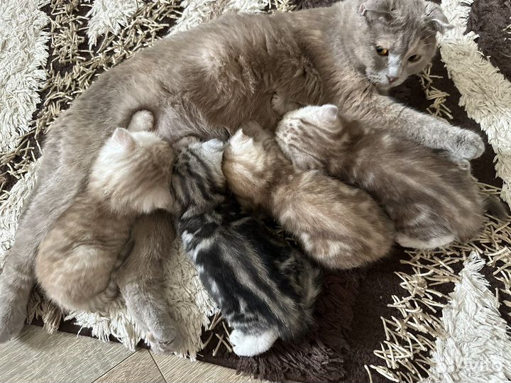 Шотландские мраморные котята