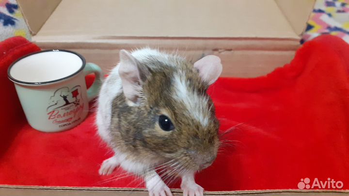 Дегу чилийские белки