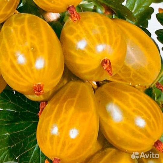 Саженцы крыжовника