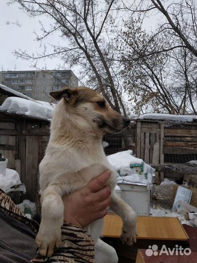 Отдам девочку помесь тойчика