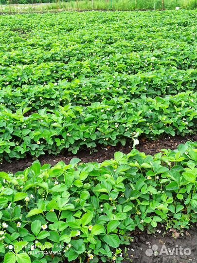 Рассада клубники