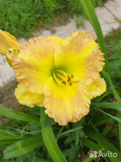 Лилейники сортовые