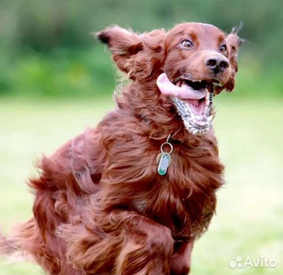 Выгул собак