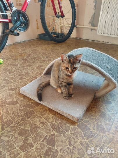 Котёнок ищет дом