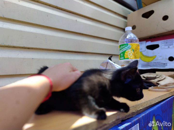 Кошечка с белыми лапками и черный котик в дар