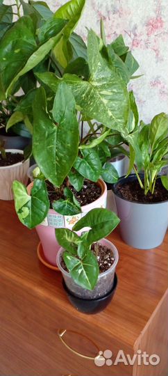 Сингониум Панда