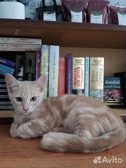 Котёнок 3 мес