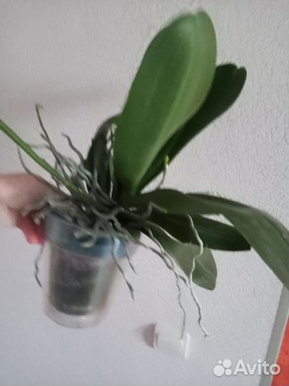 Орхидея фаленопсис