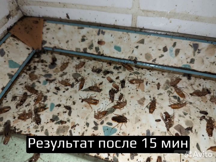 Уничтожение тараканов клопов мышей Дезинфекция