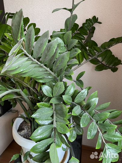 Замиокулькас долларовое дерево